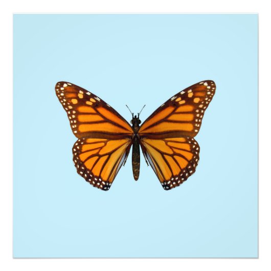 Impression Photo Papillon monarque (Devant)