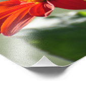 Impression Photo Papillon monarque 11X14 sur le flambeau de tournes (Coin)