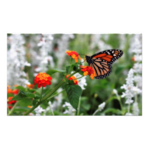 Impression Photo Papillon Monarque sur Orange et Lantana Rouge
