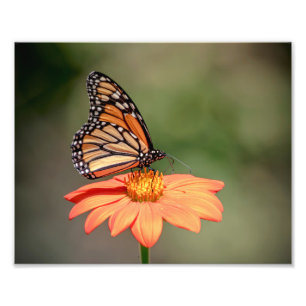 Impression Photo Papillon Monarque sur une fleur d'orange