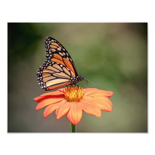 Impression Photo Papillon Monarque sur une fleur d'orange (Devant)