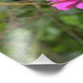 Impression Photo Papillon Monarque sur une jolie fleur rose Zinnia (Coin)