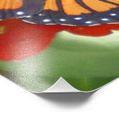 Impression Photo Papillon Monarque sur Zinnia (Coin)