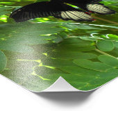 Impression Photo Papillon mormon écarlate (Coin)