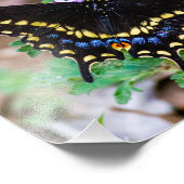 Impression Photo Papillon noir Swallowtail (Coin)