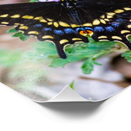 Impression Photo Papillon noir Swallowtail (Coin)