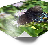 Impression Photo Papillon noir Swallowtail (Coin)