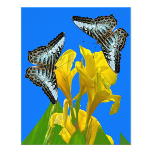 Impression Photo Papillon papillon bleu malaisien