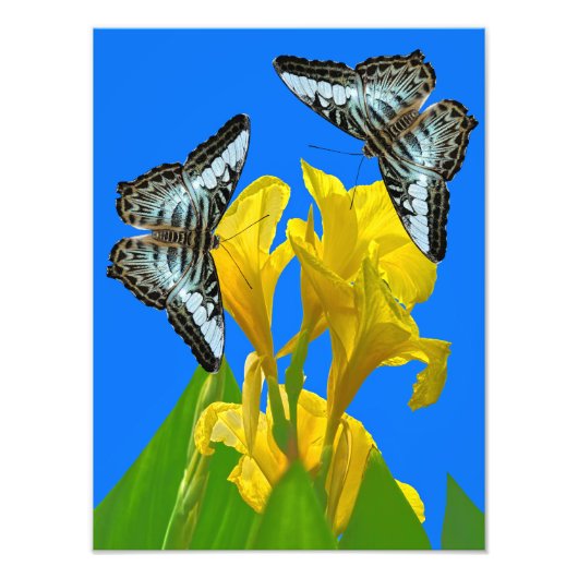 Impression Photo Papillon papillon bleu malaisien (Devant)