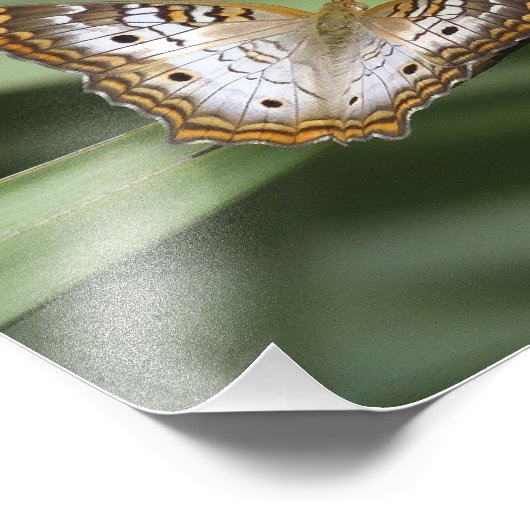 Impression Photo Papillon Peacock Blanc. (Coin)