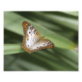 Impression Photo Papillon Peacock Blanc. (Devant)