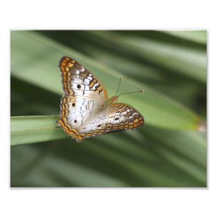 Impression Photo Papillon Peacock Blanc.
