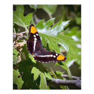 Impression Photo Papillon soeur californien sur Feuilles d'arbre