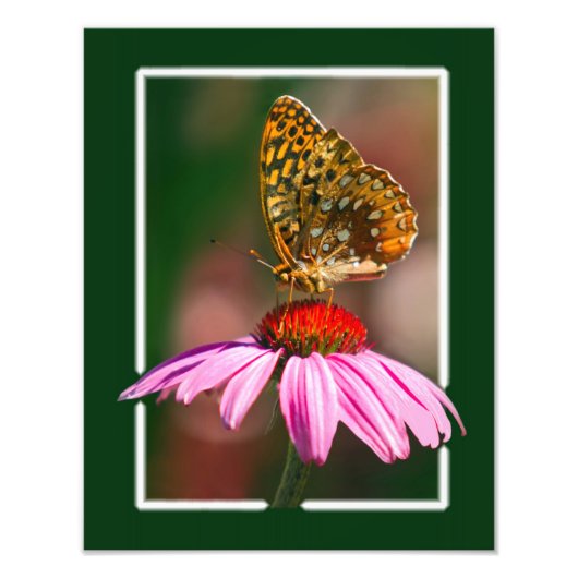 Impression Photo Papillon sur confleur pourpre (Devant)