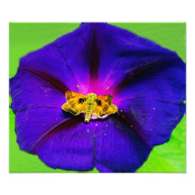Papillon sur fleur de liseron