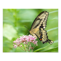 Papillon Sur Une Fleur