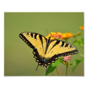 Impression Photo Papillon Swallowtail