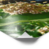 Impression Photo Papillon Swallowtail II à Shenandoah (Coin)