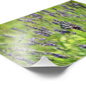 Impression Photo Papillon Zebra Swallowtail dans un champ de lavand (Coin)