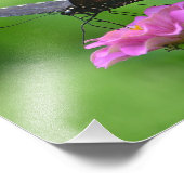 Impression Photo Papillon Zinnia (Coin)