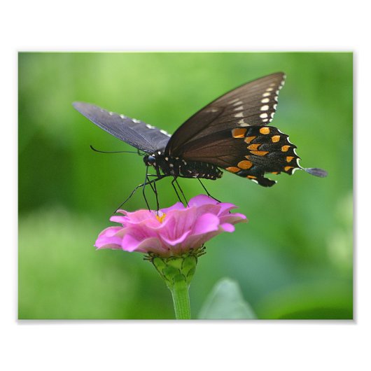 Impression Photo Papillon Zinnia (Devant)
