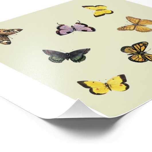 Impression Photo Papillons (Coin)