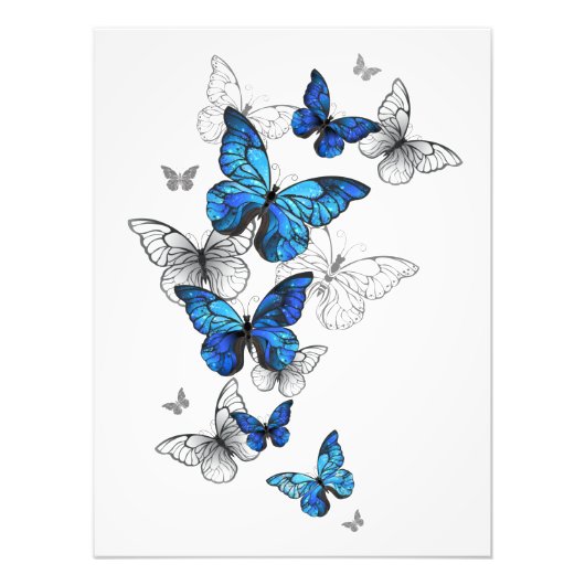 Impression Photo Papillons volants bleus Morpho (Devant)