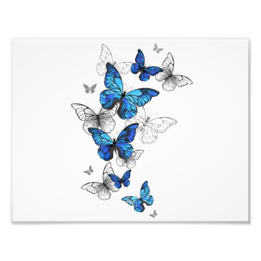 Impression Photo Papillons volants bleus Morpho (Devant)