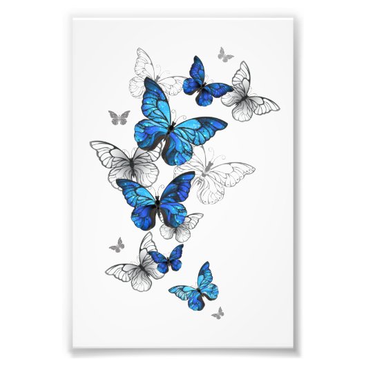 Impression Photo Papillons volants bleus Morpho (Devant)
