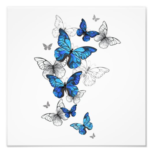 Impression Photo Papillons volants bleus Morpho (Devant)