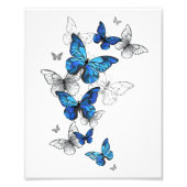 Impression Photo Papillons volants bleus Morpho (Devant)