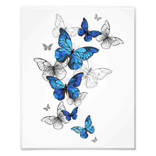 Impression Photo Papillons volants bleus Morpho (Devant)