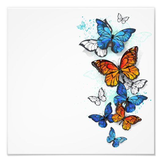 Impression Photo Papillons volants Morpho et Monarch (Devant)