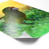 Impression Photo Parakeet. Aratinga Canicularis / Papillero (Coin)