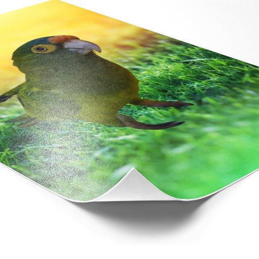Impression Photo Parakeet. Aratinga Canicularis / Papillero (Coin)