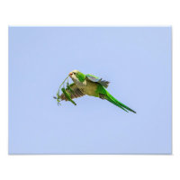 Parakeet de moine 14x11 dans la vallée du Rio Gran