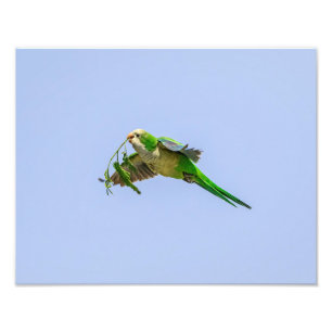 Impression Photo Parakeet de moine 14x11 dans la vallée du Rio Gran
