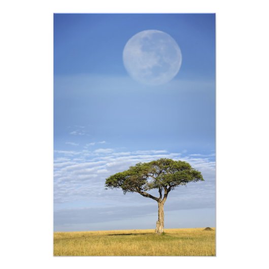 Impression Photo Parapluie Thorn Acacia, Acacia tortilis et (Devant)