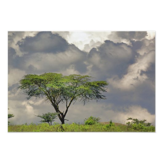 Impression Photo Parapluie Thorn Acacia, Acacia tortilis et (Devant)