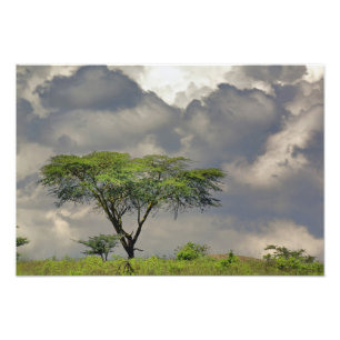 Impression Photo Parapluie Thorn Acacia, Acacia tortilis et 2