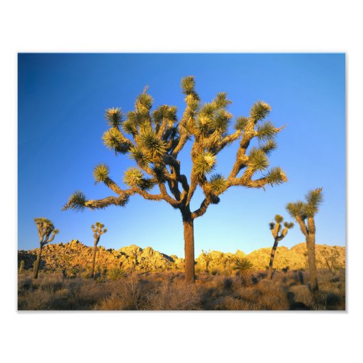 Impression Photo Parc national de Joshua Tree, Californie. États-Un (Devant)