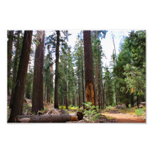 Impression Photo Parc national de Kings Canyon