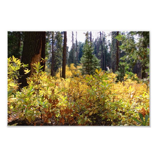 Impression Photo Parc national de Kings Canyon (Devant)