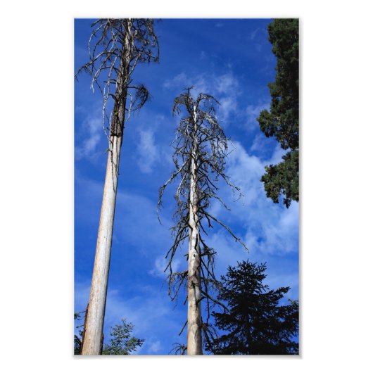Impression Photo Parc national de Kings Canyon (Devant)