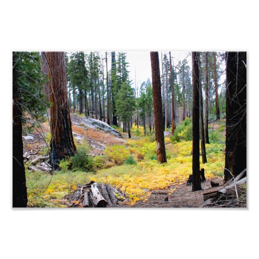 Impression Photo Parc national de Kings Canyon (Devant)