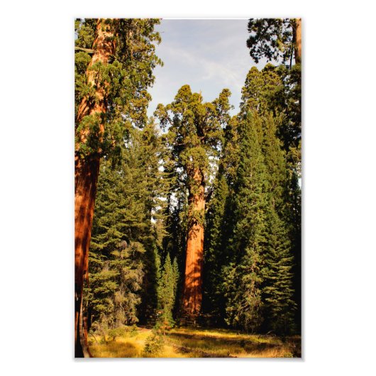 Impression Photo Parc national de Sequoia (Devant)
