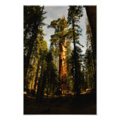 Impression Photo Parc national de Sequoia (Devant)
