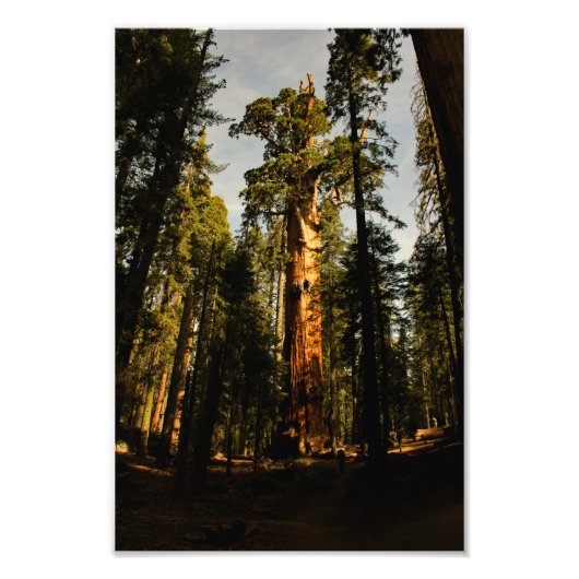 Impression Photo Parc national de Sequoia (Devant)
