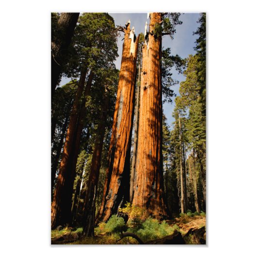 Impression Photo Parc national de Sequoia (Devant)