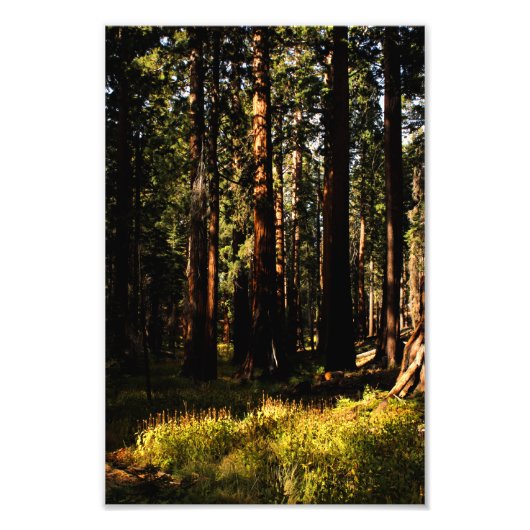 Impression Photo Parc national de Sequoia (Devant)